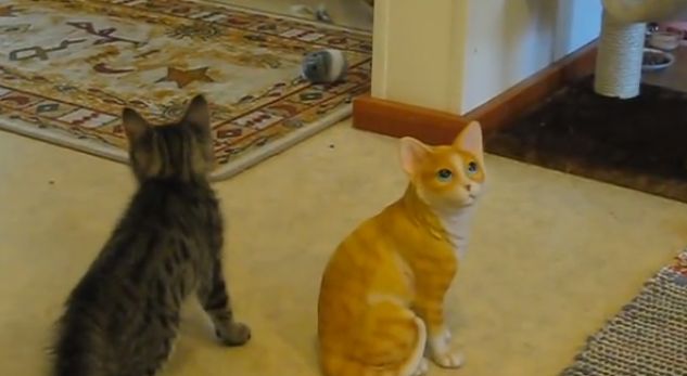 Macja takon macen statujë, shikoni çfarë ndodh pastaj (Video)