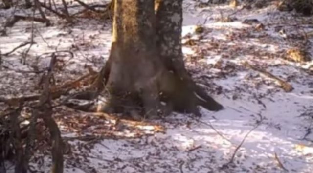 Lë për një vit kamerën në pyll, të pabesueshme pamjet që kapi (Video)